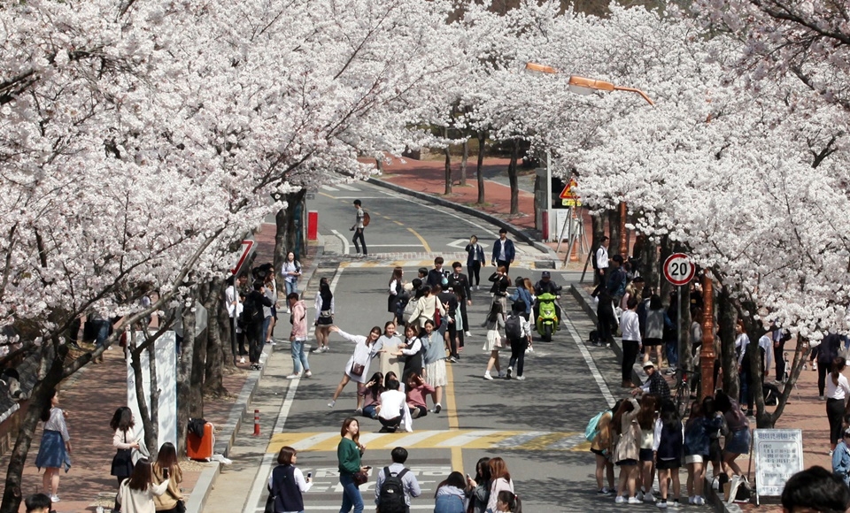 계명대 벚꽃길에 관람객들이 사진을 찍으며 감상을 하고 있다.