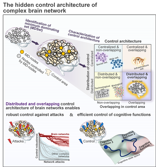 뇌 영역 간 네트워크 구축.