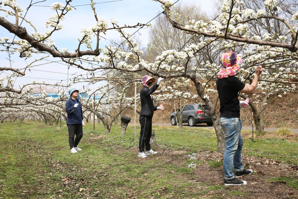 연암대학교 재학생들이 16일 천안 성환지역 배 재배 농가를 방문해 배꽃화접(인공수분) 봉사활동을 하고 있다.
