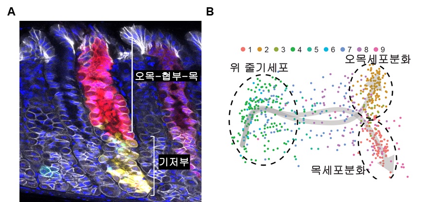 다색 마우스 색종이 리포터 시스템을 통해 다른 색으로 보이는 두 종류의 위줄기세포군(A)과 단일 세포 전사체 분석을 통한 위줄기세포의 계통 추적 모식도(B).