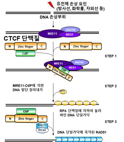 CTCF 단백질에 의한 손상된 유전체를 정확하게 복구하는 조절 시스템.   DNA가 손상되면 CTCF 단백질이 손상 부위로 이동하고 이어서 손상된  DNA의 정확한 복구에 핵심적인 'MRE11-CtIP 유전자 가위'를 조절함으로서 손상을 정확하게 복구한다.