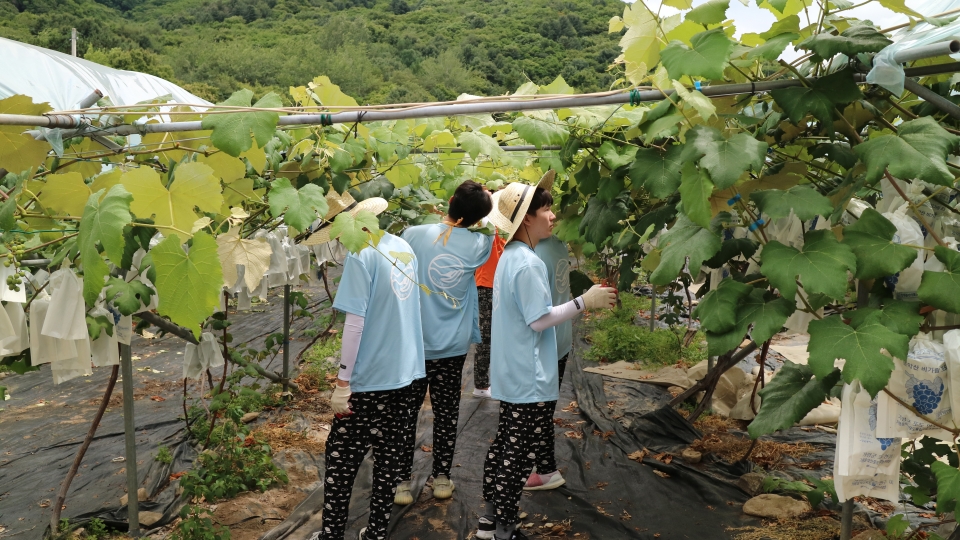 한국산업기술대 학생들이 최근 3박 4일간 경기도 지역에서 농촌봉사활동을 진행했다,