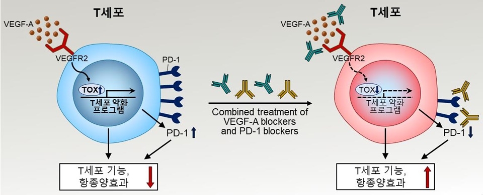 암세포에서 생성된 VEGF는 T세포 표면에 발현하는 수용체에 결합하여 T세포 내에서 TOX라는 전사인자 발현을 유도하고, TOX는 T세포의 기능을 억제하고 약화시키는 유전자 발현 프로그램을 작동시킨다. 그 결과 T세포의 항암 면역반응을 저해하게 된다. 이러한 이유로, VEGF 저해제와 면역항암제를 병합 치료하게 되면 T세포의 기능을 효과적으로 활성화시켜 항암치료 효율을 극대화시킬 것으로 기대된다.