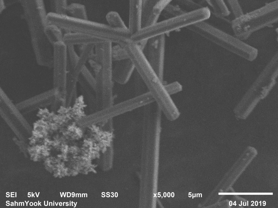 산화 아연나노입자-[C60]풀러렌 나노휘스커 콤포지트 주사전자현미경 이미지