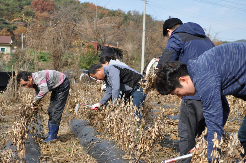 충남도립대학교 교직원 30여 명이 농번기 지역농가를 찾아 일손을 돕고 있다.