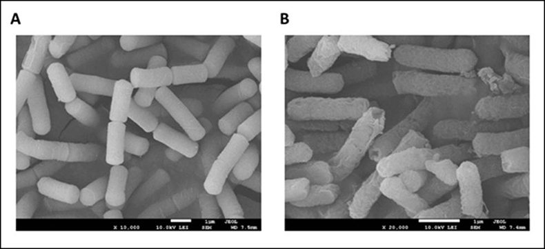 벌거숭이두더지쥐의 항균 펩타이드를 대장균에 처리한 후의 전자현미경 사진. A, 대조군, B, 항균펩타이드 처리군. 처리군의 경우 대장균 세포막에 천공이 발생하여 대장균이 사멸됨