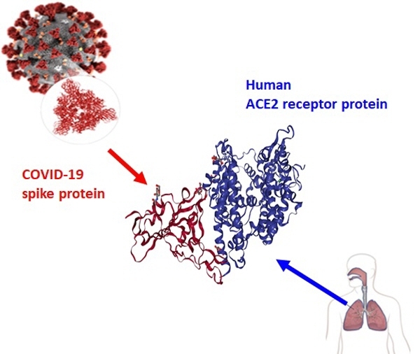 코로나19 바이러스 표면의 스파이크 돌기 부분에 존재하는 RBD 단백질(붉은색)과 인간 세포 표면에 존재하는 hACE2 수용체 단백질(푸른색)의 결합 구조
