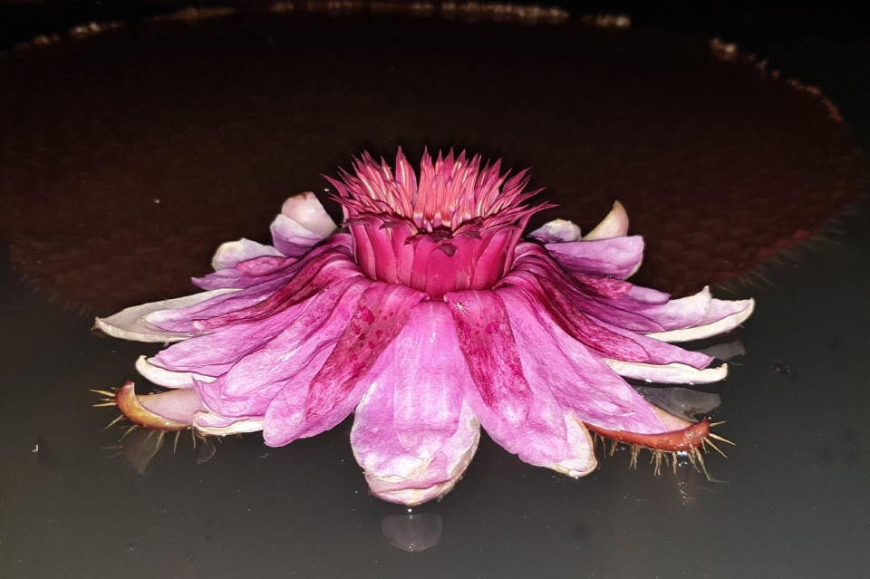 영남대 거울못에 핀 빅토리아연꽃(개화 둘째날)