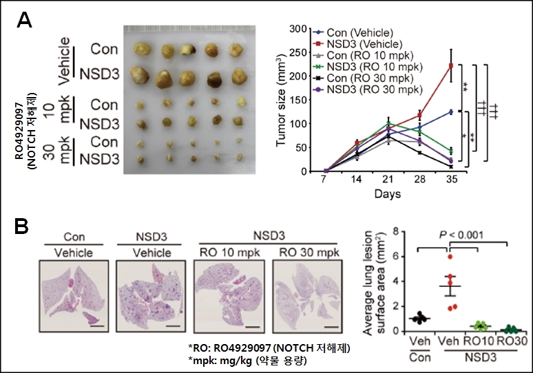 NSD3 과발현 유방암에서 NOTCH 신호전달계 저해제의 항암 치료효과 . NSD3 유전자 과발현 유방암을 이식한 마우스에서 대조군 대비 종양성장(A)과 전이(B)가 촉진되며, 해당 마우스에 NOTCH 신호전달계 저해제인 RO4929097 (RO)를 투여 시, NSD3 과발현에 의한 촉진된 유방암 종양 성장과 전이가 억제됐다.