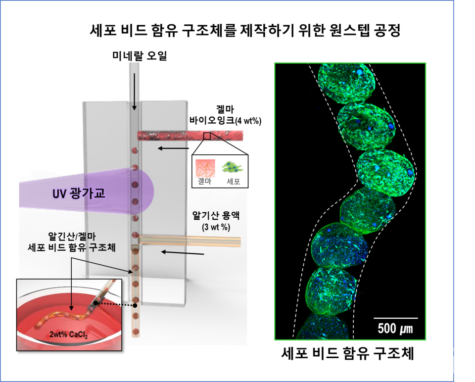 원스텝 미세유체 시스템 개략도 및 제작된 세포 비드 함유 기능성 하이브리드 구조체 (사진=성균관대 제공)