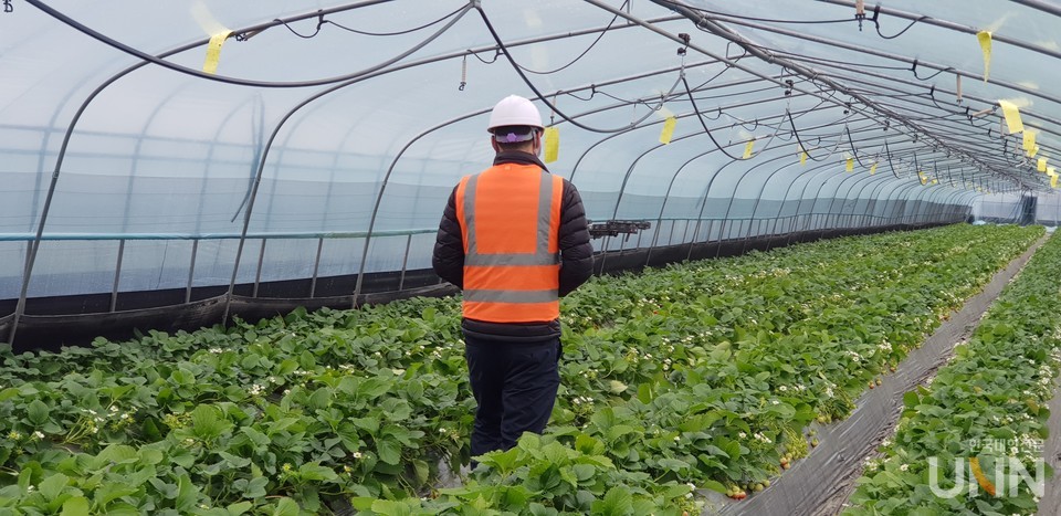 드론비행 딸기인공수정 (사진제공=경남도립거창대)