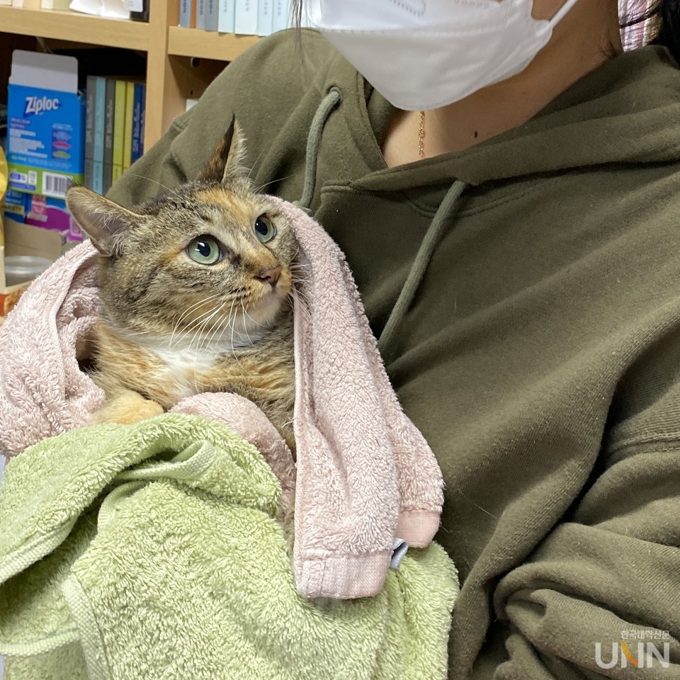 교내에서 교통사고를 당해 후지마비가 된 고양이 '요비'. (사진=상냥행 제공)