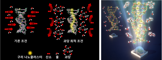 과당을 이용한 DNA-주형 구리 나노클러스터의 안정성 향상의 원리를 표현한 이미지. (사진= 건국대)