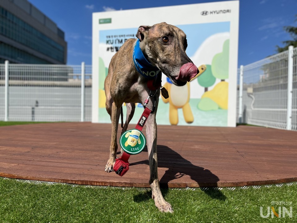 KU아임도그너 헌혈견 제시. 헌혈견 신청은 KU아임도그너 홈페이지에서 신청할 수 있다.