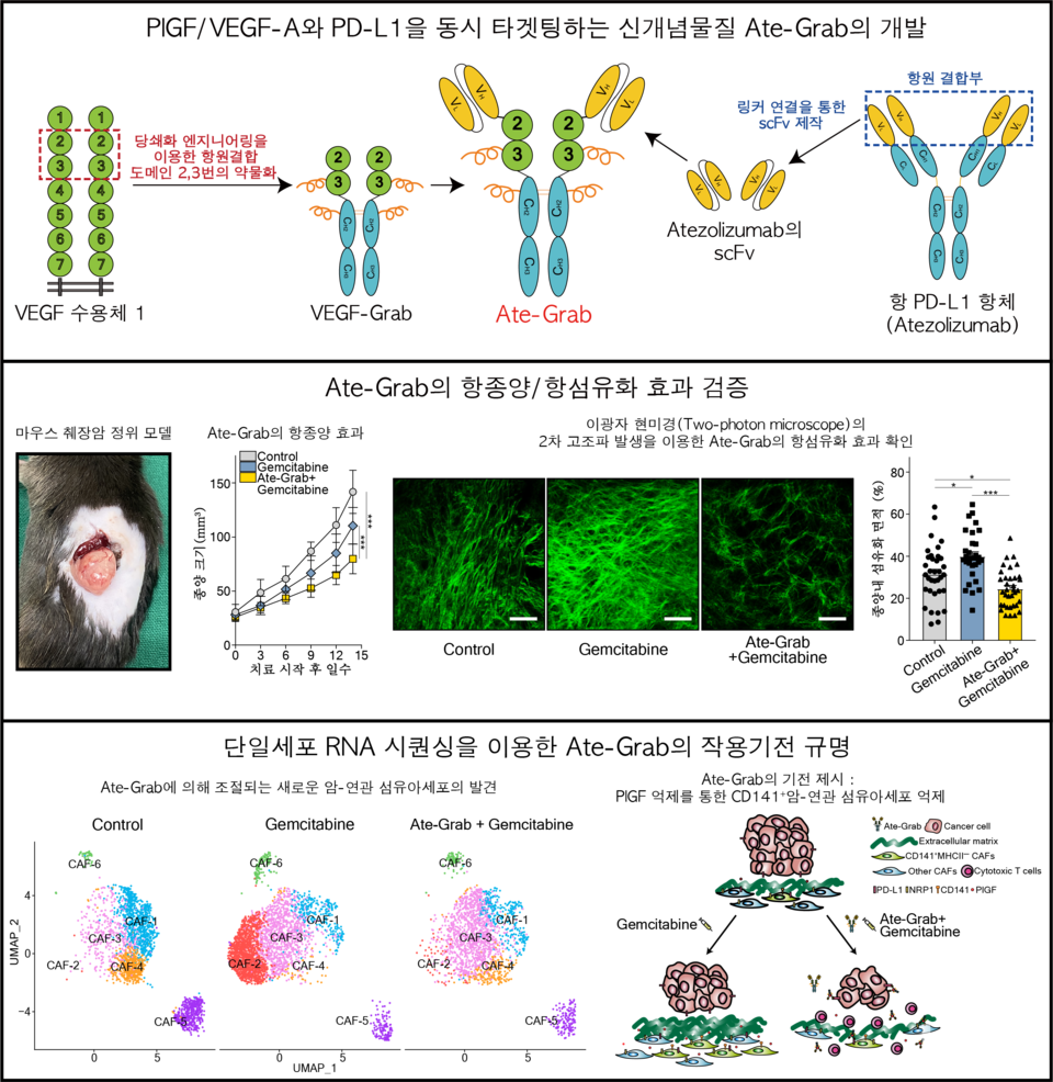 1) PlGF/VEGF-A와 PD-L1을 동시 타겟팅하는 신개념물질 Ate-Grab의 개발 단백질 공학(Protein engineering)을 활용한 PLGF/VEGF-A와 PD-L1을 모두 표적할 수 있는 새로운 다중 파라토픽 디코이 수용체(Multi-paratopic decoy receptor)를 제작함.2) Ate-Grab의 항종양/항섬유화 효과 검증 마우스 췌장암 정위 모델을 활용하여 Ate-Grab의 생체 내(in vivo) 효과를 분석함. 병합요법시 Gemcitabine 단독 투여에서 증가되는 종양 섬유화를 효과적으로 개선시키며 항종양 효과의 뚜렷한 상승을 가져옴. 3) 단일세포 RNA 시퀀싱을 이용한 Ate-Grab의 작용기전 규명 단일세포 RNA 시퀀싱을 이용한 종양내부 미세환경에 대한 심층적 이해를 통해 Ate-Grab의 작용기전을 규명하고 새로운 타겟이 되는 CD141 양성 암-연관 섬유아세포 아형을 발견함.