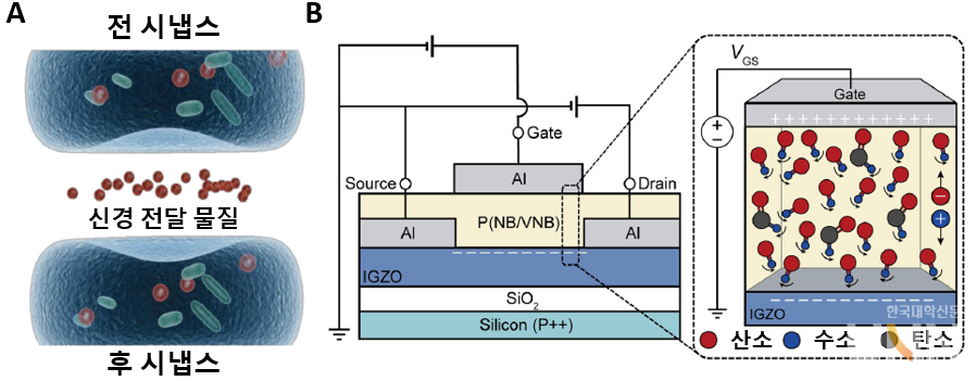 생물학적 시냅스간 접합에서 신경전달 물질을 통해 시냅스 가소성이 변화한다. 시냅스 가소성은 시냅스가 활동의 증가 또는 감소에 반응하여 시간이 지남에 따라 강화 또는 약화되는 능력이다. 기억은 상호 연결된 신경 회로로 표현되기 때문에 시냅스 가소성은 학습과 기억에 영향을 미치는 중요한 요소이다. B 이번 연구에서 제안된 인공 뉴런 소자 개념도. 절연체내 수산기(적색이 산소, 청색이 수소, 녹색이 탄소)에 의해 분극된 쌍극자의 느린이완을 통해 동적 범위를 극대화하고, 고이동도 IGZO를 통해 높은 채널 전도도를 동시에 유지할 수 있다.