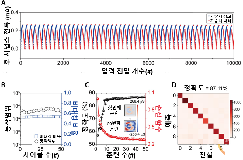 뉴런 모방 구동을 통한 제작된 소자의 전기적 특성이다. A 양의 전압을 가할 경우(강화) 채널의 전도도가 상승하고, 반대로 음의 전압을 가할 경우(약화) 채널 전도도가 낮아진다. 하나의 사이클은 100개의 강화 후 100개의 약화로 구성되어 있으며, 100번의 사이클 테스트를 진행하여 뉴로모픽 소자의 전기적 안정성을 확인하였다. B 동적범위와 비대칭 비율(강화 상태와 약화 상태의 대칭 비율)은 신경망 정확도에 중요한 요인이다. 사이클 테스트로부터 추출한 동적 범위 및 비대칭 비율의 안정성을 확인했다. C MNIST(손으로 쓴 숫자 데이터) 데이터를 이용하여 신경망 시뮬레이션에 학습을 진행, 학습 횟수에 따른 신경망 정확도(입력된 데이터를 제대로 읽는 정도) 그래프 D 50번의 학습 이후 신경망의 입력값(진실)에 따른 응답(실제)을 붉은색으로 표시
