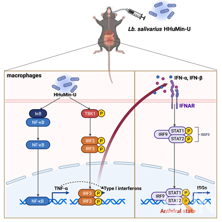 락토바실러스 살리바리우스 HHuMin-U 유산균은 면역 세포의 NF-κB와 TBK1–IRF3 신호 전달 체계 활성화를 유도해 항바이러스에 필수적인 1형 인터페론(type I interferons) 단백질의 발현을 증가시키고, 이를 통해 면역 세포의 항바이러스 활성을 향상시켜 노로바이러스 감염을 감소시키는 효과를 보인다.