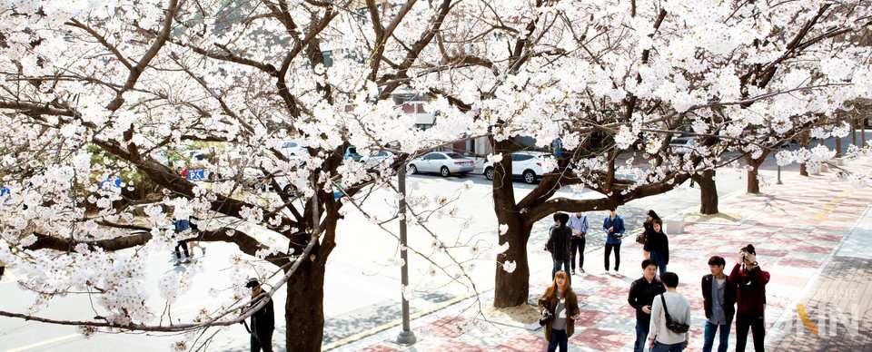 25일 대전 서구 도마동 배재대 스마트배재관 앞을 찾은 학생들이 개화한 벚꽃을 촬영하고 있다.배재대 제공