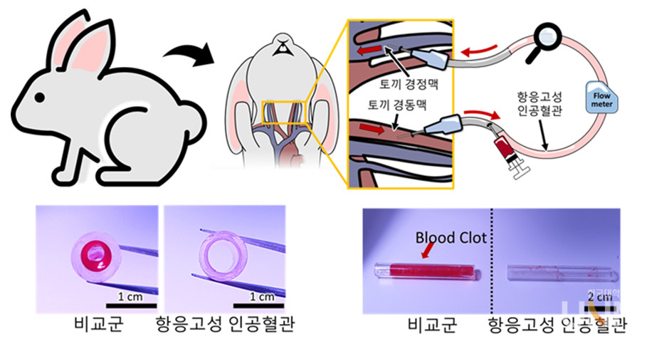 동물 실험 모식도 및 동물 실험 결과. (상단) 항응고성 인공혈관 성능검사 모식도. (하단) 혈관 내벽 부착 혈전 비교 (좌) 절단면에서의 혈전 형성 비교, (우) 측면에서의 혈전 형성 비교