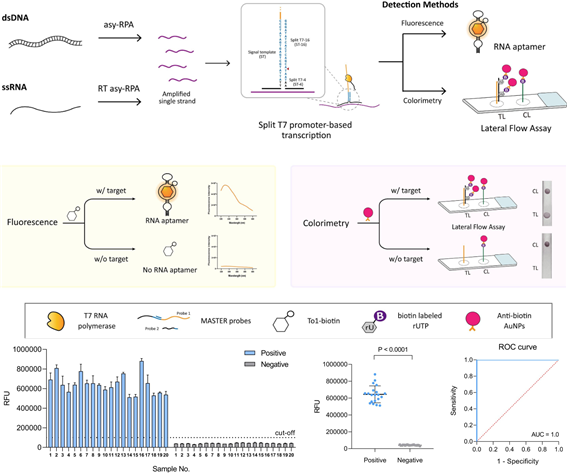 박기수 건국대 교수팀은 37도 등온 조건에서 소량의 바이러스와 세균을 민감하게 검출 가능한 분자 진단 플랫폼을 개발했다. 사진은 관련 연구 도식.