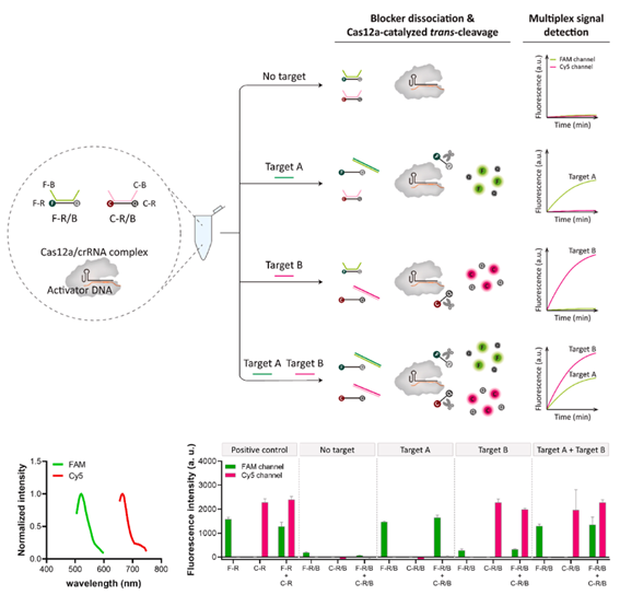 박기수 건국대 교수팀이 37도 등온 조건에서 하나의 CRISPR/Cas 단백질(Cas12a)을 이용해 한 튜브 내에서 두 종류의 표적 핵산을 검출하는 다중 핵산 검출 시스템을 개발했다. 사진은 관련 연구 도식.