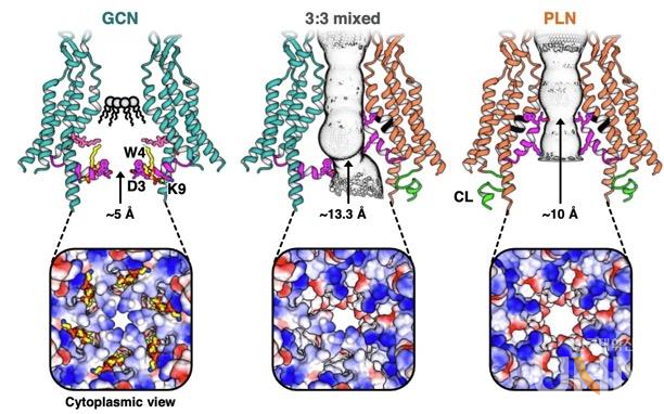 그림1. 커넥신43 간극연접채널의 개폐 조절에 관여되는 모노머의 구조적 다양성(왼쪽) 모든 NTH가 구멍 입구로 향할 때는 콜레스테롤이 채널 내벽에 달라 붙어 NTH가 채널 안으로 말려 들어가지 못하고, 구멍이 닫히는 상태가 됨.  (가운데) NTH가 구멍 입구로 향하는 구조와 구멍 내벽에 위치하는 구조가 적절히 혼재되어 있을 때, 구멍의 크기가 가장 크게 열리는 상태가 됨.