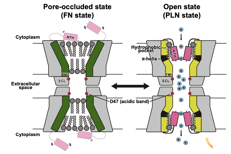 그림2. 커넥신36 간극연접채널의 개폐의 구조적 특이성(왼쪽) NTH가 매우 흔들거려 잘 보이지 않는 채널 구조에서는 입구와 내부가 지질에 의해 막혀, 이온의 흐름이 차단될 수 있는 구조가 관찰됨. (오른쪽) NTH가 내벽으로 들어가 붙어있는 상태에서는 가운데 빈 공간의 좁은 틈으로 이온의 이동이 이뤄지는 것으로 나타남.
