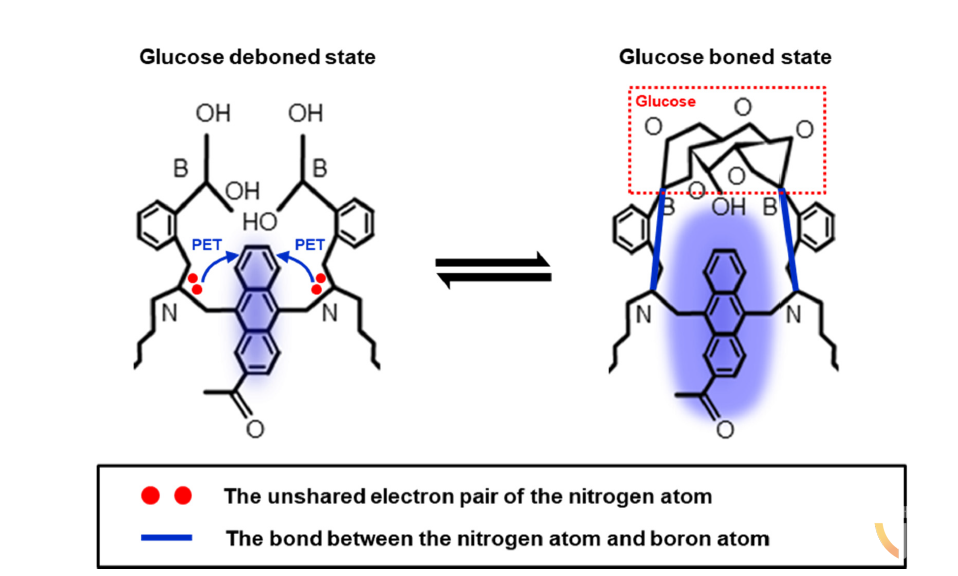 [그림 1] 포도당 반응형 형광 단량체(GF-monomer)의 포도당 검출 및 형광 발현 메커니즘