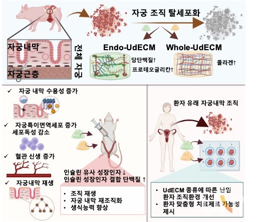 UdECMs 기반 하이드로젤의 효과(자궁 내막 재생/생식 능력 항상)