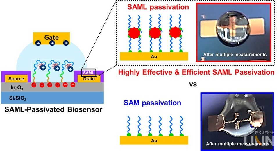 트랜지스터 기반 바이오센서를 위한 자기조립 다중층 박막의 전극보호에 대한 모식도.