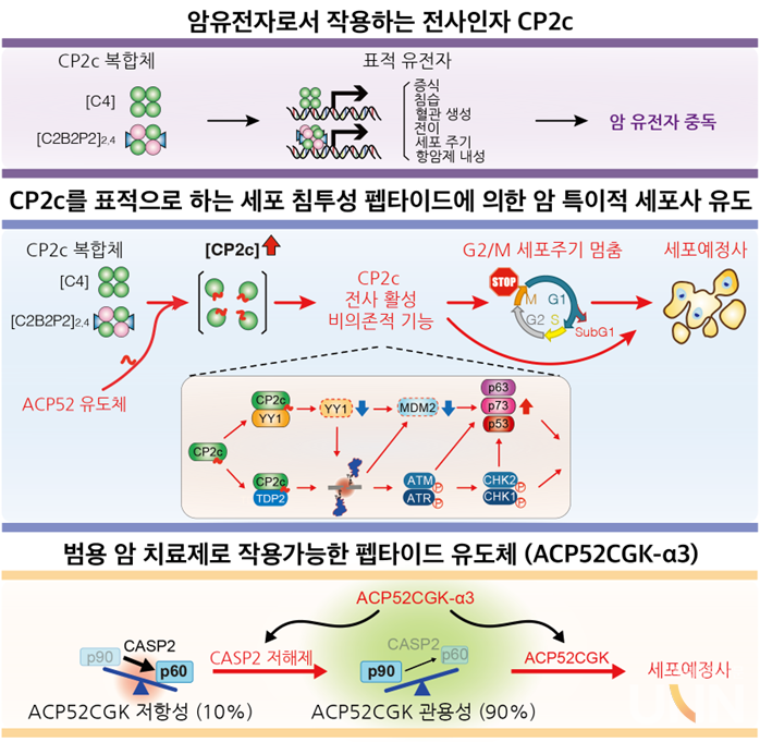 ACP52C 펩티드에 의해 유도되는 암 특이적 세포예정사 모식도