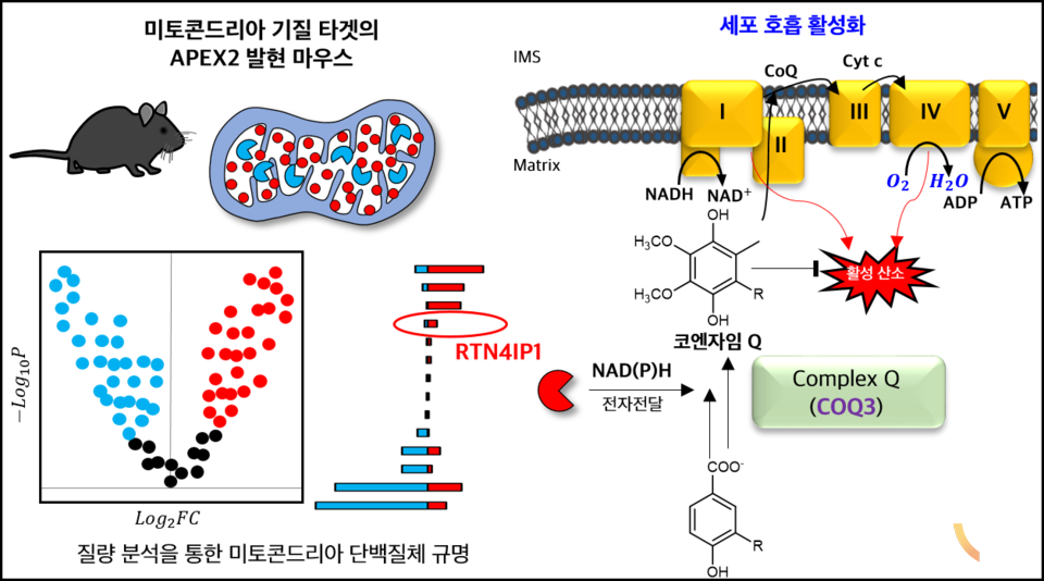 근접분자 표지기술을 활용한 마우스 미토콘드리아 기질 단백질체 분석 수행 및 이를 통해 발견한 RTN4IP1 단백질의 코엔자임 Q 생합성 참여 메커니즘과 코엔자임 Q의 역할을 표현.