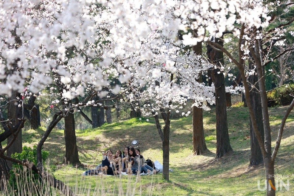 벚꽃이 만발한 캠퍼스에서 대학생들이 시간을 보내고 있다. (사진= 한국대학신문 DB)
