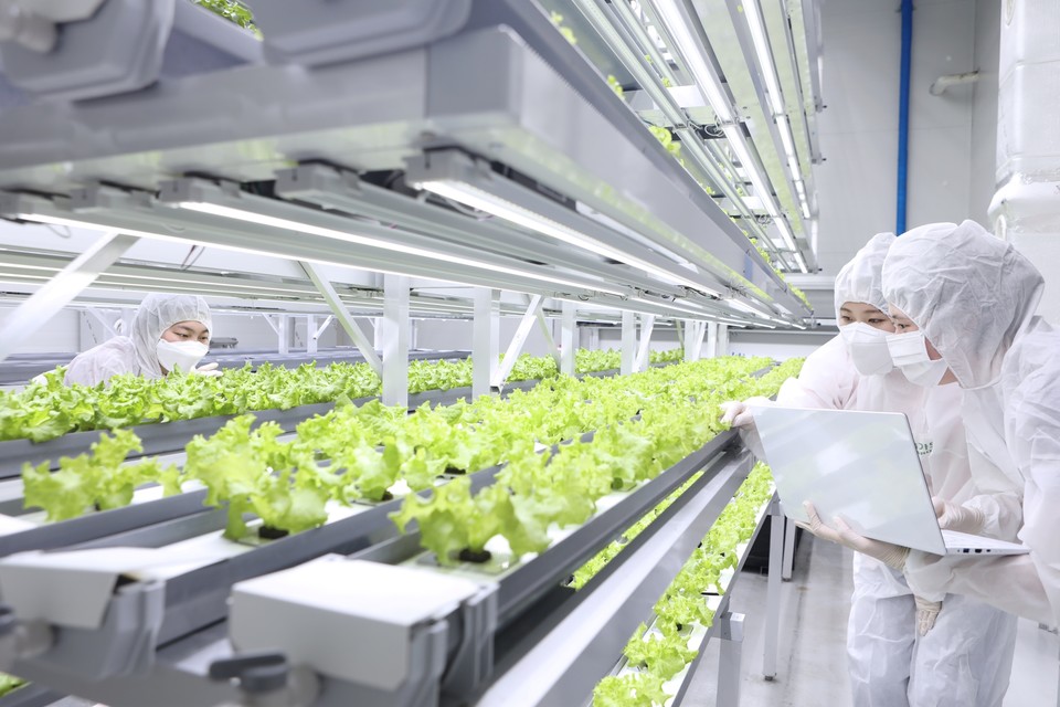 연암대 학생들이 스마트팜 수직농장에서 실습을 하고 있는 모습.