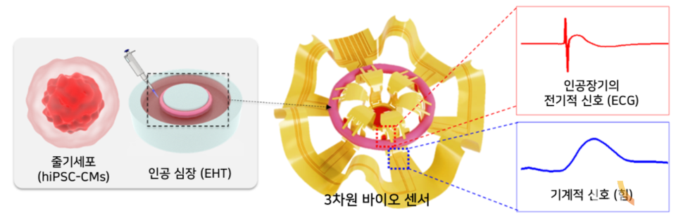 연구 모식도. 줄기세포를 기반으로 성장시킨 인공 심장의 전기생리학 정보 및 기계적 활동을 3차원 바이오 소자를 활용해 장기간 측정이 가능하다.