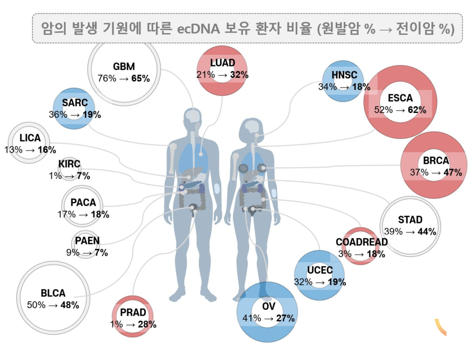 암종 별 ecDNA 보유 비율.