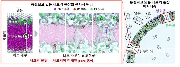동결되고 있는 세포막 손상의 분자적 원리를 규명함. 동결과정에서 얼음결정에 음이온이 선택적으로 내포되고 양이온이 세포막 주변에 과도하게 축적되어 세포막 전위를 급격히 증가시키고 미세한 pore를 야기함. 이를 통해 세포 내부의 수분이 빠져나가며 세포 사멸로 이어지는 것을 규명함.