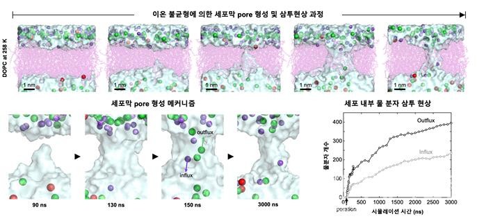 동결된 세포막의 pore 형성 과정 및 삼투현상 분석. 이온 불균형으로 인해 세포막 pore가 형성되고, pore를 통해 물분자가 빠져나가며 삼투현상이 발생함.
