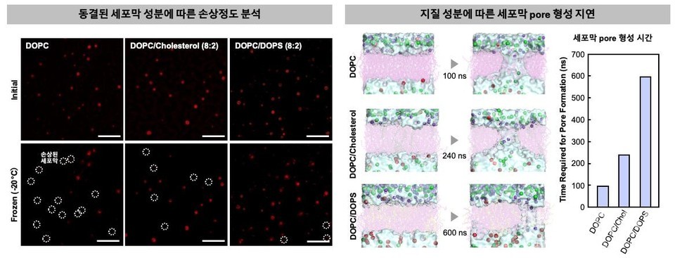 동결된 세포막 성분에 따른 손상 정도 관측실험(왼쪽)과 분자동역학 시뮬레이션을 이용한 지질 성분에 따른 세포막 pore 형성 지연 분석.