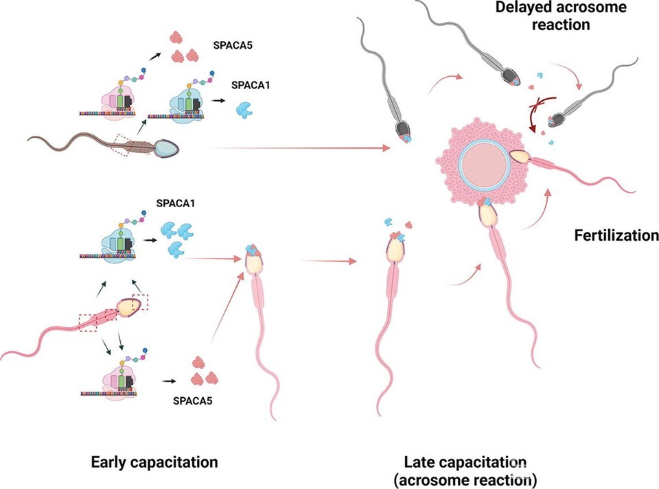 중앙대학방명걸 교수 연구팀 연구 이미지.