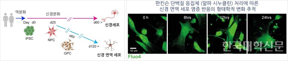 실험 설계 및 성상교세포에서 알파시누클린(α-synuclein) 올리고머(비정상적으로 접힌 당백질 조각) 처리에 따른 염증 반응 유도.(a) 인체 유도만능줄기세포(hiPSC)로부터 성상교세포 및 신경 세포로 분화. 환자 체세포에서 역분화 시킨 줄기세포로부터 분화된 신경세포 전구체는 약 95일 후에 성숙한 성상교세포로 유도됨. (b) 염증 반응(사이토카인 분비)하는 신경 교세포의 형태학적 변화를 시간에 따라 추적한 사진 프레임.