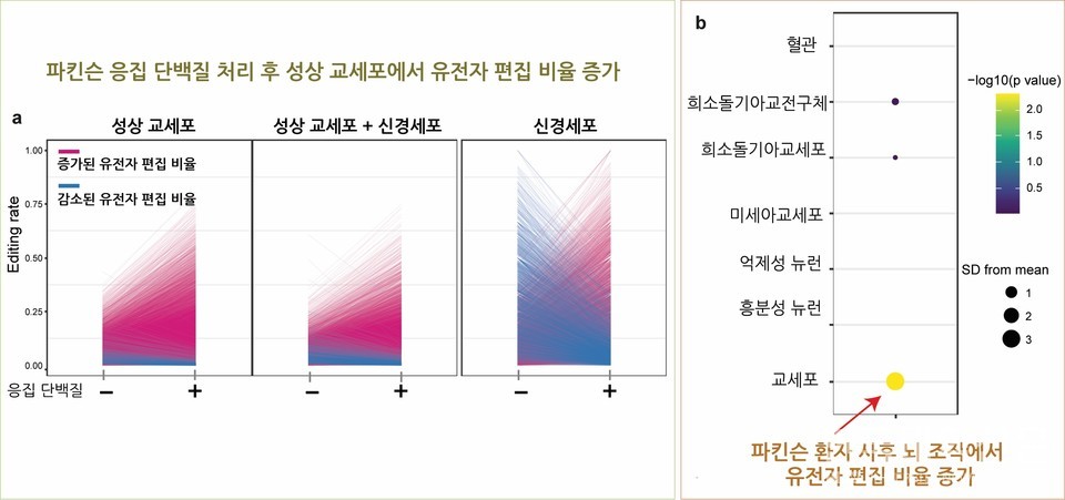 파킨슨병의 원인 물질인 알파시누클린(α-synuclein) 올리고머 처리시 환자유래줄기세포 분화 교세포에서의 ADAR에 의한 유전자 정보를 바꾸는 A-to-I RNA 편집 유도로 알파시누클린이 RNA 편집으로 파킨슨병 진행과 연관될 가능성이 높다는것을 확인함(a)각 배양 조건(성상교세포, 성상교세포 + 신경세포 공배양, 신경세포)에서 RNA 편집 비율의 변화를 비교함. (b)사후 뇌 조직 단일 핵 RNA 분석에서 RNA 편집률이 가장 크게 증가한 상위 50개 유전자에 대해 세포 유형별 발현 가중도(cell-type–weighted) 분석을 실시