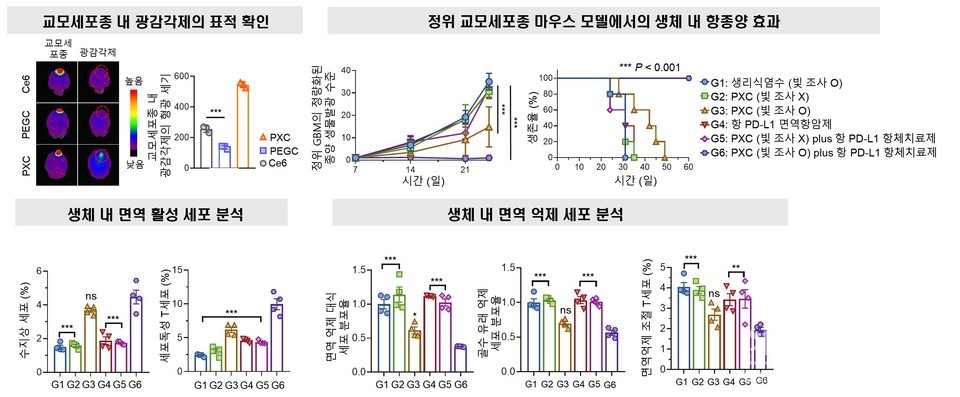교모세포종 정위 마우스 모델에서 광면역나노플랫폼의 면역활성 효과 분석.(좌상단) 교모세포종 내부에서 광면역나노플랫폼 내 광감각제(PXC)의 우수한 축적 능력이 형광으로 확인됐으며, 기존의 광감각제(Ce6) 또는 친수성 광감각제(PEGC) 대비 현저히 높은 종양 특이적 축적을 보였다.(우상단) PXC (빛 조사 O) plus 항 PD-L1 항체치료제는 종양 성장 억제뿐 아니라 생존율 측면에서도 유의미한 향상을 보였으며, 특히 항 PD-L1 항체치료제와 병용 시 생존율이 극대화됐다.(하단) 면역세포 분석 결과, 광면역나노플랫폼에서 수지상세포 및 세포독성 T세포 활성화가 증가한 반면, 면역억제세포(면역억제 대식세포, 골수 유래 면역억제 세포, 조절 T세포)는 현저히 감소했다. 이는 광면역나노플랫폼이 종양 내 면역 환경을 냉 종양(Cold tumor)에서 뜨거운 종양(Hot tumor)으로 효과적으로 전환시킴을 보여주는 실험적 근거이다.