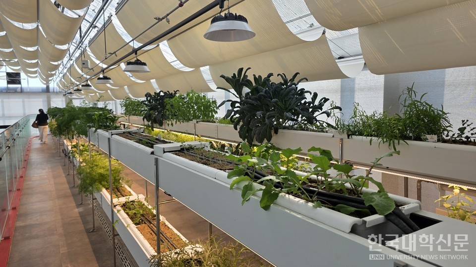시티팜 창사원 내부에 있는 작물. (사진= 주지영 기자)