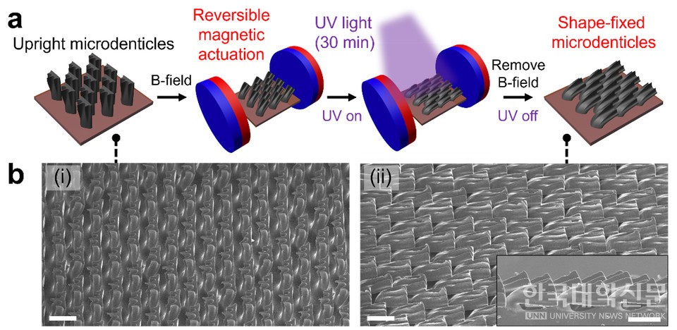 (a) 자기장과 빛을 통해 원격으로 제어되는 샤크 스킨의 제작 모식도(b) 세워진 형태의 마이크로 구조의 현미경 이미지(왼쪽)와 굽혀진 형태의 마이크로 구조의 현미경 이미지(오른쪽)