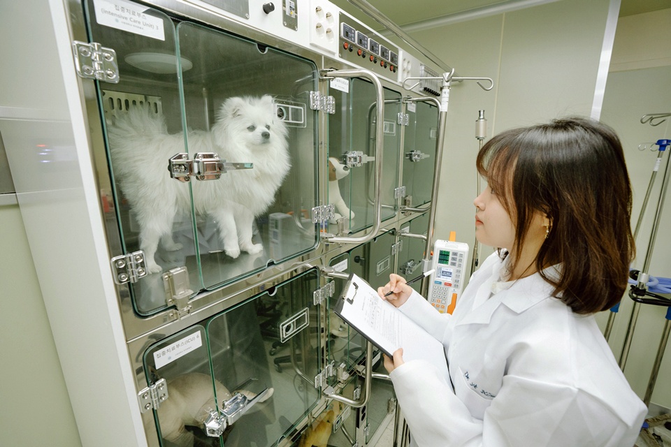 반려동물보건과 실습 모습 (사진=서정대)