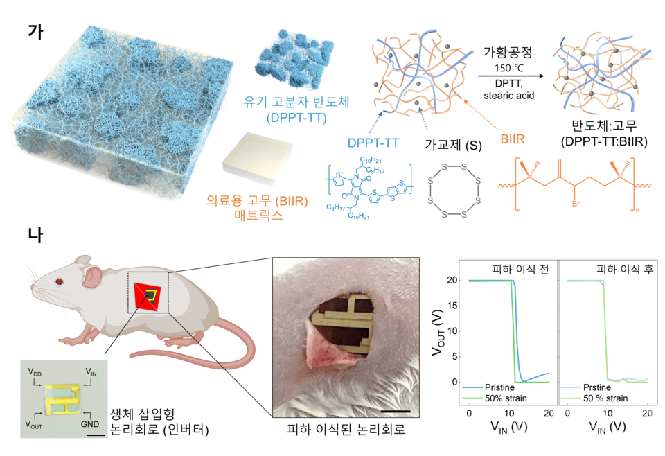 생체삽입형 유연 전자소자용 신축성 반도체 및 논리회로.