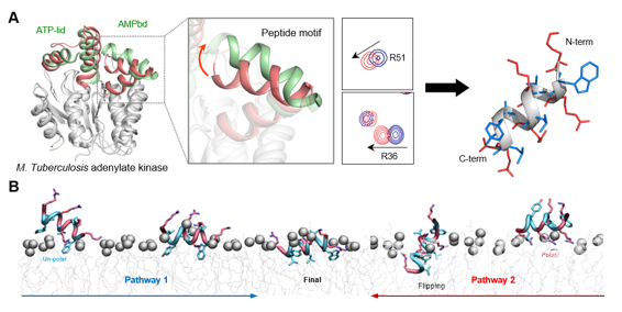 (A) 결핵균 단백질 구조 기반 67(YK-mAK-15) 펩타이드 설계 (B) 분자동력학 시뮬레이션을 통해 밝혀진 그람음성균 세포막 침투 경로.