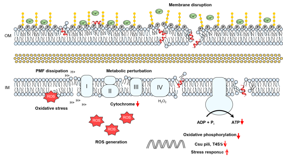항균 작용 메커니즘 모식도.